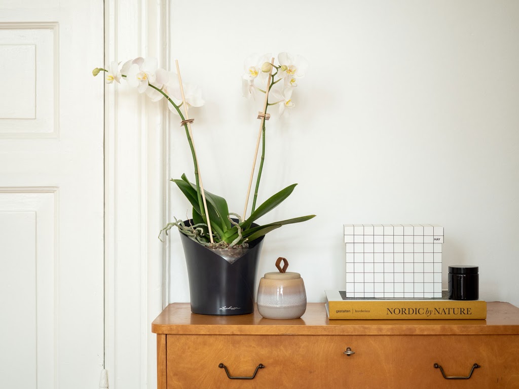 Orchideen sind cool - Pflegetipps für lange Freund an der eleganten Zimmerpflanze