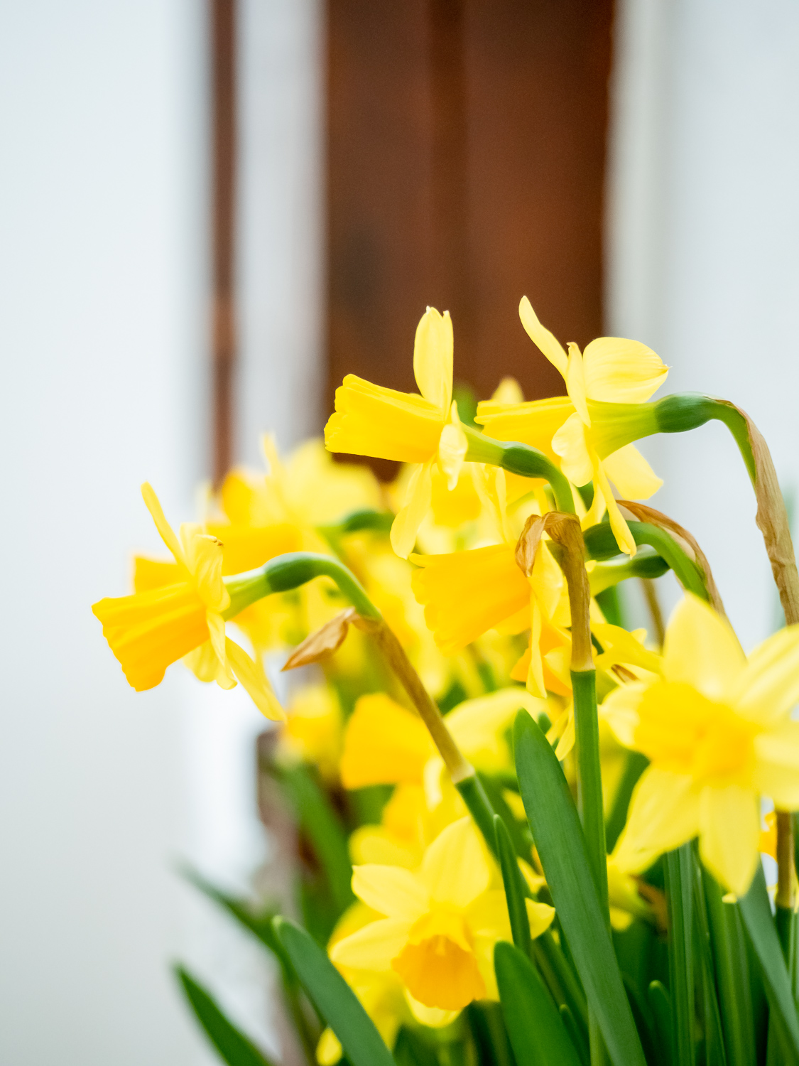 Narzisse - Tipps & Tricks für den Frühlingsboten