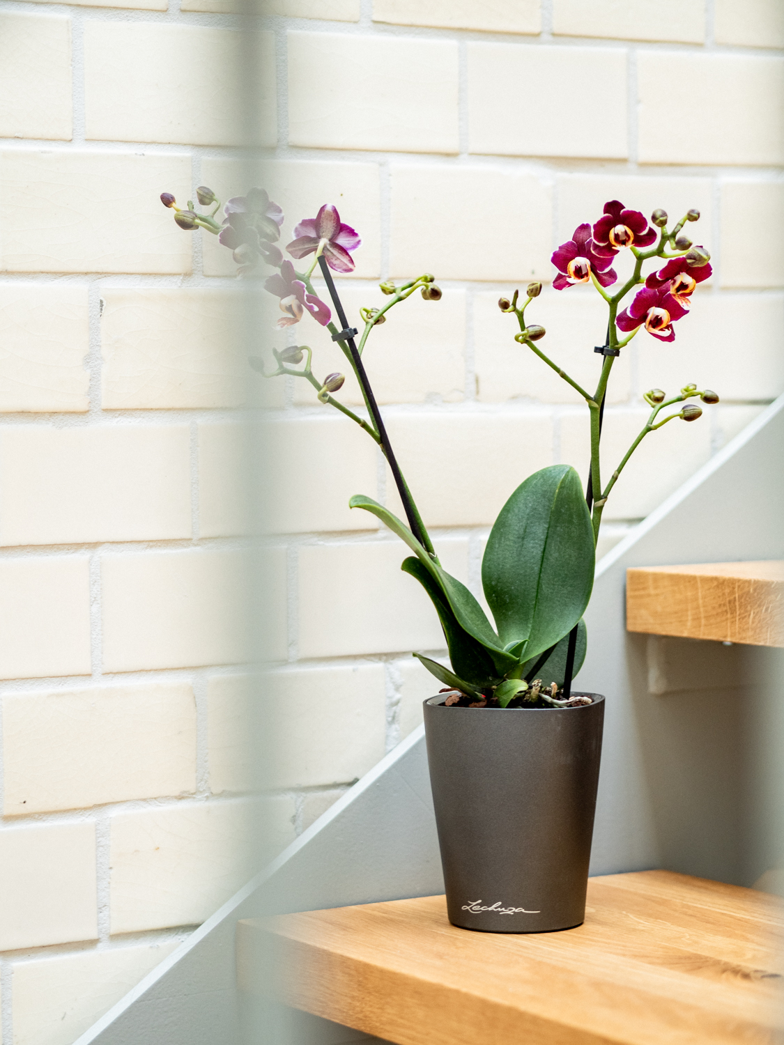 tipps und Tricks Orchideen Pflege