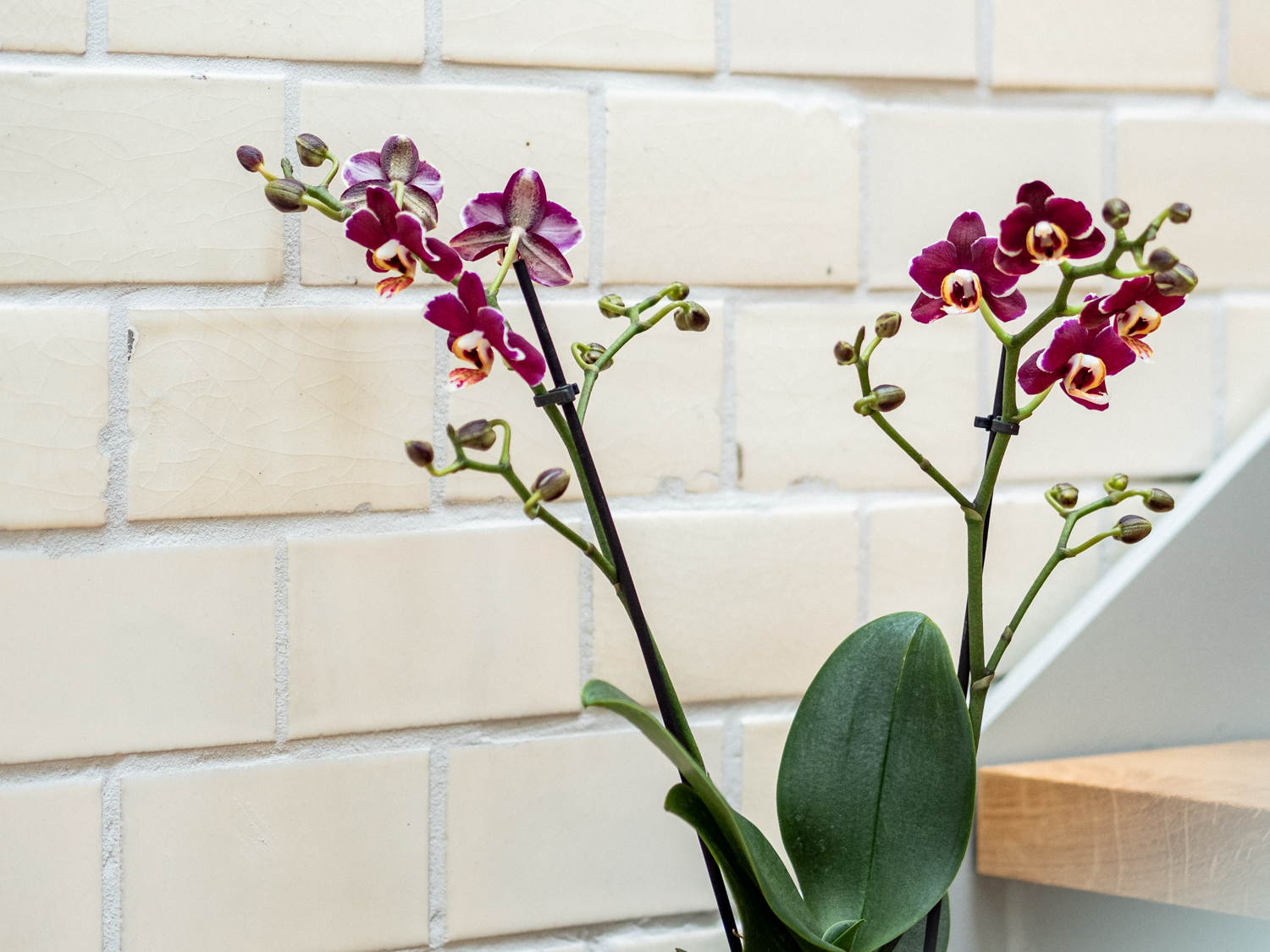 tipps und Tricks Orchideen Pflege